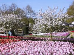 WS View of red and pink color tulip fields at Keukenhof Gardens and Oranje Nassau in distance / Lisse, South Holland, Netherlands Stock Footage