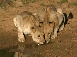 Lion in South Africa 10 Stock Footage