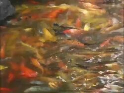 Carp swimming in pond, Beijing, China Stock Footage