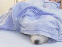 HD: Playful Dog In Bed Stock Footage