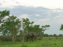 MS Elephant standing and grazing / Okavango Delta, North West District, Botswana Stock Footage