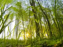 HD TIME LAPSE: Sunbeams In Spring Forest Stock Footage