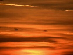 DUSK BIRDS Stock Footage