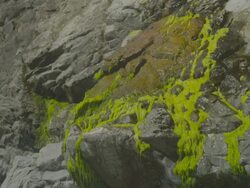 MS TD SLO MO Water drips off moss and rock / Big Sur, California, United States Stock Footage