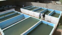 VOICED : Senegal looks to farming to boost fish News Clip