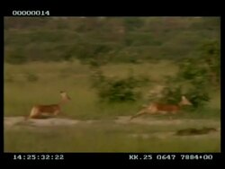 MWA panning right of 2 Impala (Aepyceros melampus) running through grassland at speed Stock Footage
