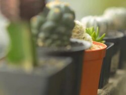 close-up panning : cactus is ordered on the edge Stock Footage