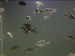 Tiger fish in an aquarium. Stock Footage