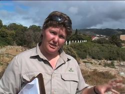 Moves to protect penguins in South Africa News Clip
