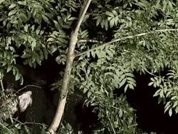 MS SLO MO Shot of Eurasiantawny Owl in Flight Taking off from Tree / Vieux Pont en Auge, Normandy, France Stock Footage