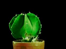 Cactus rotating Stock Footage