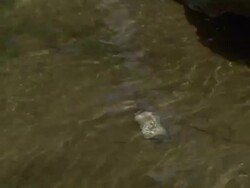 pop can in river Stock Footage