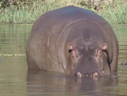 hippopotamus Stock Footage