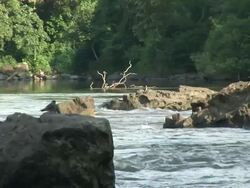 The river shore Stock Footage