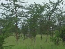 Two Giraffes Walking Side By Side Stock Footage