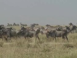 Wildebeest herd Stock Footage