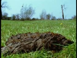 High Speed - MS Yellow Dungflies (Scatophaga stercoraria) taking off from cowpat, England Stock Footage