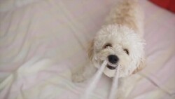 Playfull cute little dog POV Stock Footage