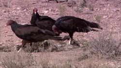 Turkey vultures feed on carrion. Stock Footage