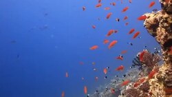 Coral And Fish Stock Footage