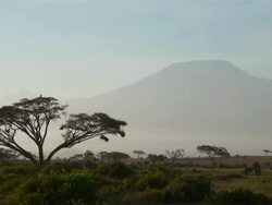 WS Mount kilimanjaro in morning dust with big acacia trees in amboseli national park AUDIO / Amboseli, Rift Valley, Kenya Stock Footage