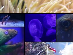 Sea life Stock Footage