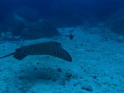 Eagle Ray swim by, Costa Rica, Pacific Ocean  Stock Footage