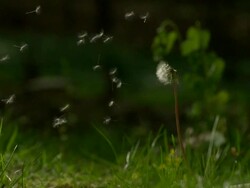 MS SLO MO shot of dandelion being blown by wind and seeds coming off stem / Morristown, New Jersey, United States Stock Footage