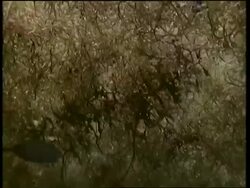 CU underwater view of Sargassum weed, with fish, Bermuda Stock Footage