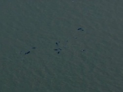 Stranded pilot whales Aerial Shots News Clip