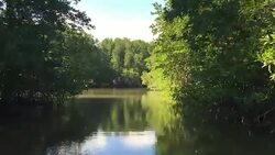 HD VDO : Mangrove forest Stock Footage