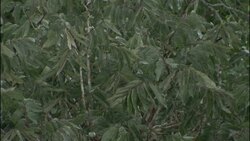 Lush vegetation thrives in the Amazon rain forest. Stock Footage