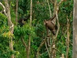 WA Two young chimps on separate branches, Then swinging and jumping between the two, play fighting Stock Footage