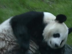 MS Tian Tian in pond  / Edinburgh, City of edinburgh, United Kingdom Stock Footage