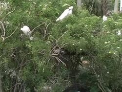 Rookery With Alligators Stock Footage