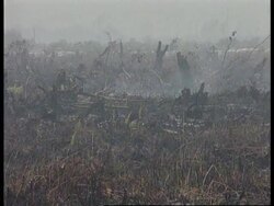 Indonesia - Burning scrubland causes problems News Clip