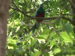 Quetzal male - Costa Rica wildlife Stock Footage