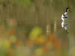 MS Shot of Pied avocet standing and wading through water with Namaqualand daisies / Namaqualand, Northern Cape, South Africa Stock Footage