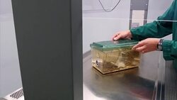 White mice in Laboratory News Clip