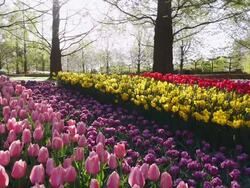 MS Shot of red and pink color tulip fields at Keukenhof Gardens / Lisse, South Holland, Netherlands Stock Footage