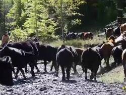 Cowboy on horseback counting  cattle crossing a river Stock Footage