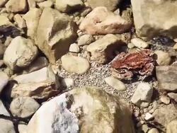 HD - Frog in the water Stock Footage