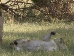MS TS PAN ZI Lions walking through grass and laying / Tanzania  Stock Footage