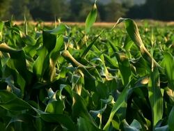 HD: Green leaves Stock Footage