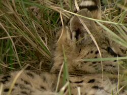 MS TS Serval lying and resting in tall grass then stand and moving off / Okavango Delta, North West District, Botswana Stock Footage