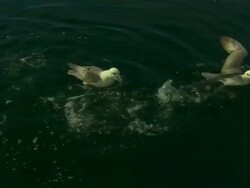 Swimming gulls fight over food. Stock Footage