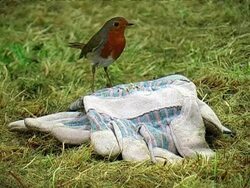 Robin Redbreast Stock Footage