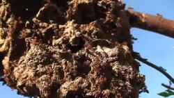 Ants coming out a mans nose Stock Footage