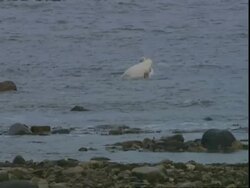 Polar bears (Ursus maritimus) playing in the sea Stock Footage