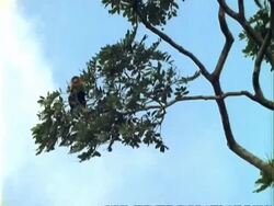 White-faced Capuchin Monkey (Cebus)climbs branches of Dipteryx tree, wide angle. Stock Footage